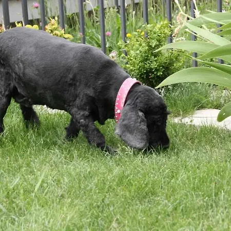 Casa Biescas Evcharger Formigal 30min Bbq Agroturismo