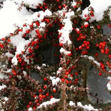 Agroturismo Casa Biescas Evcharger Formigal 30min Bbq Gavín