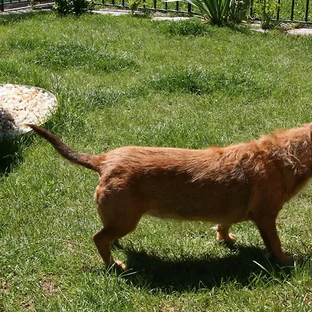 Casa Biescas Evcharger Formigal 30min Bbq *