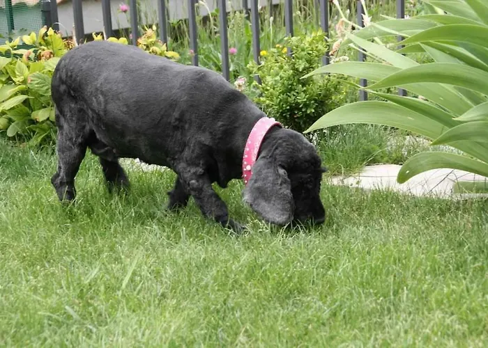 Casa Biescas Evcharger Formigal 30min Bbq בית חווה