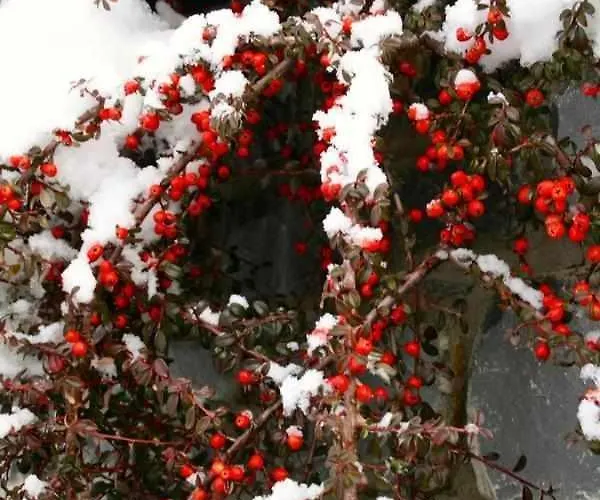 Alloggio per agriturismo Casa Biescas Evcharger Formigal 30min Bbq Gavín
