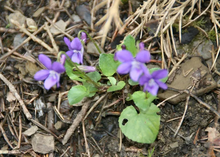 Casa Biescas Evcharger Formigal 30min Bbq Alloggio per agriturismo *