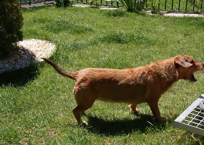 Casa Biescas Evcharger Formigal 30min Bbq *